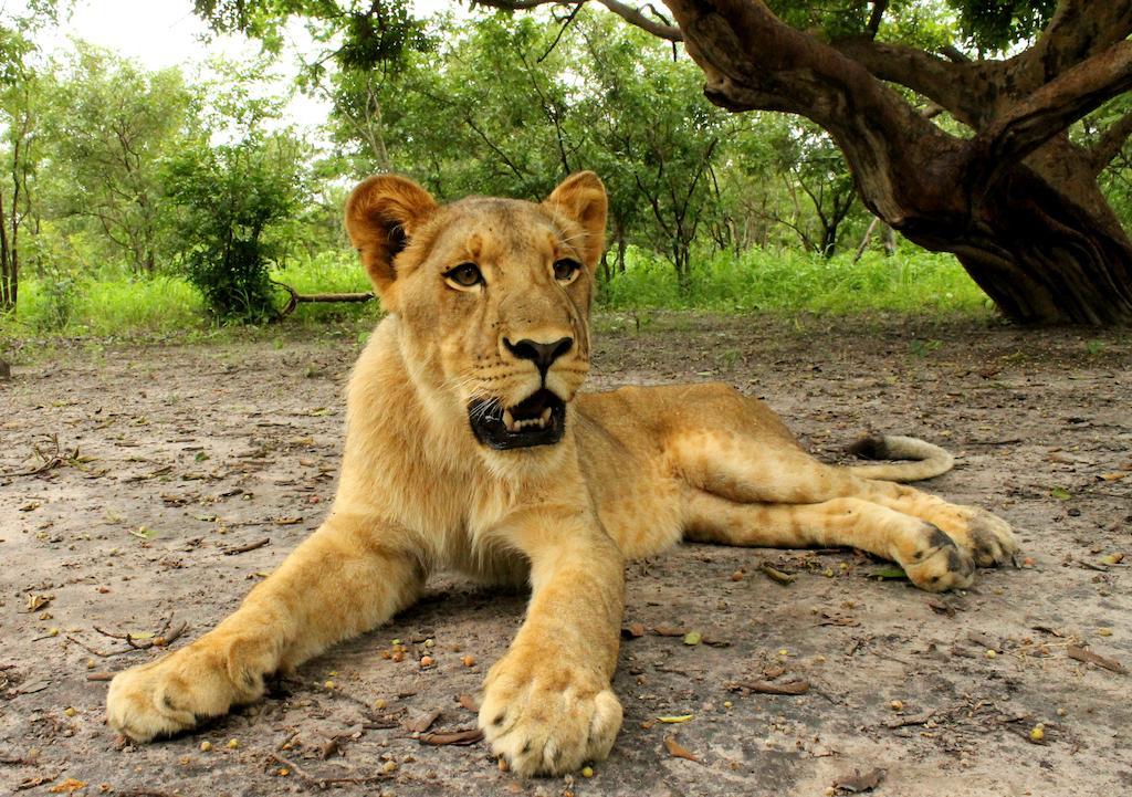 Fathala Wildlife Reserve Toubakouta Buitenkant foto