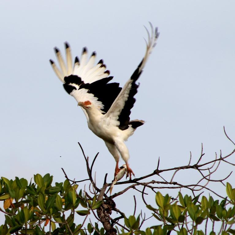 Fathala Wildlife Reserve Toubakouta Buitenkant foto