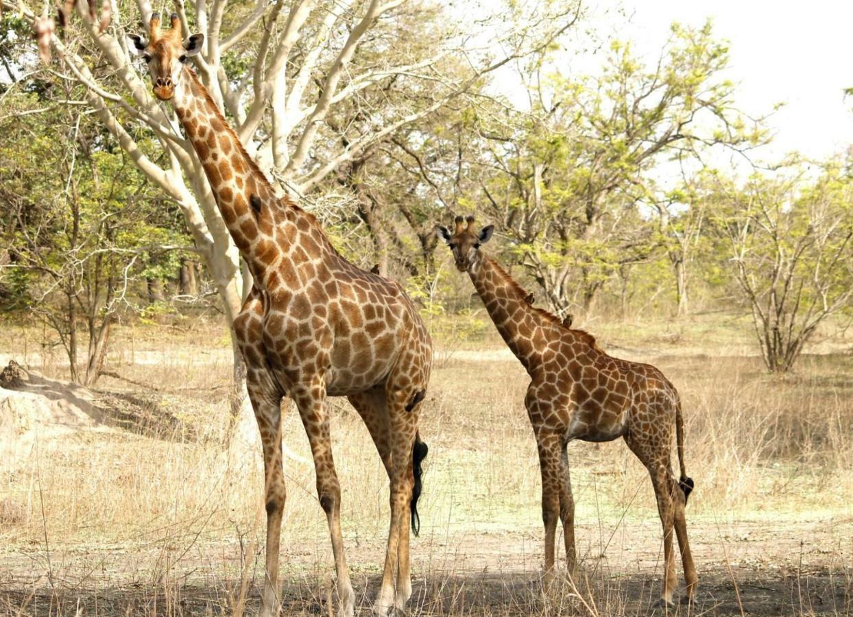 Fathala Wildlife Reserve Toubakouta Buitenkant foto